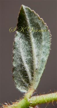  Leaf (Abaxial view)